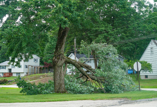 Professional Tree Care Services in Bryn Mawr, PA